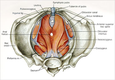 Illustration of pelvic anatomy from the John Skandalakis-era of CSAT publishing